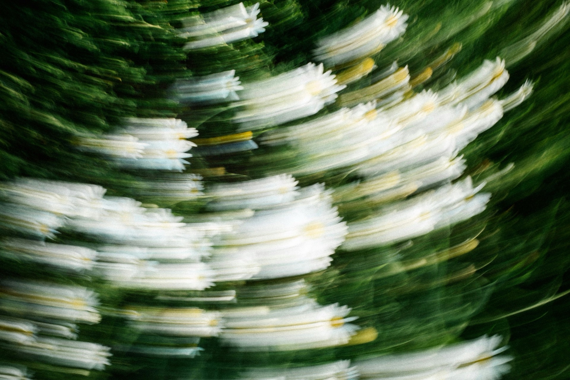 Daisies and grasses swept into a soft, painterly blur.