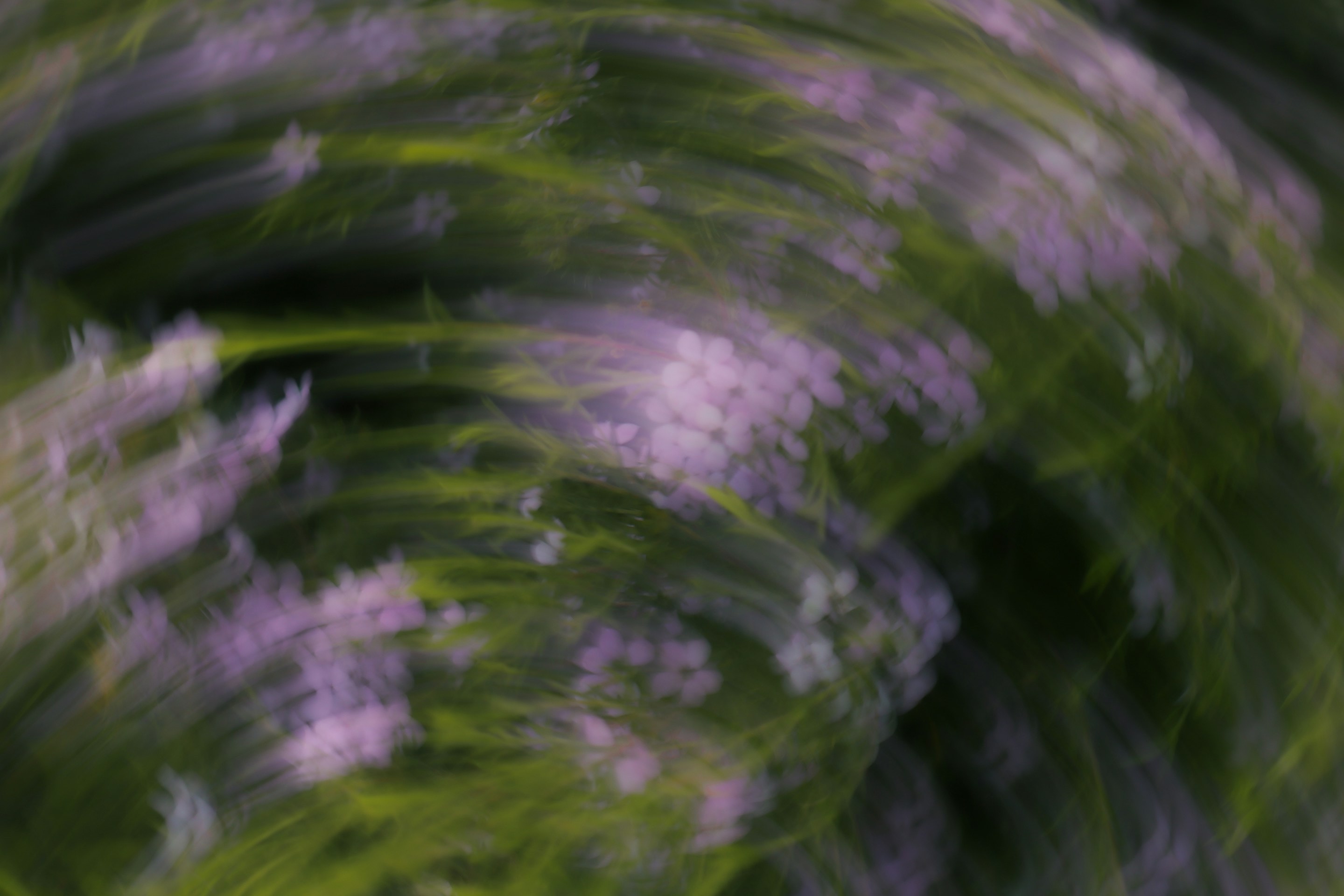 Wildflowers and grasses swept into a soft, painterly blur.